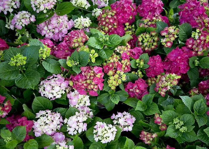 Quinta De Valverde 4* 비아나도카스텔로