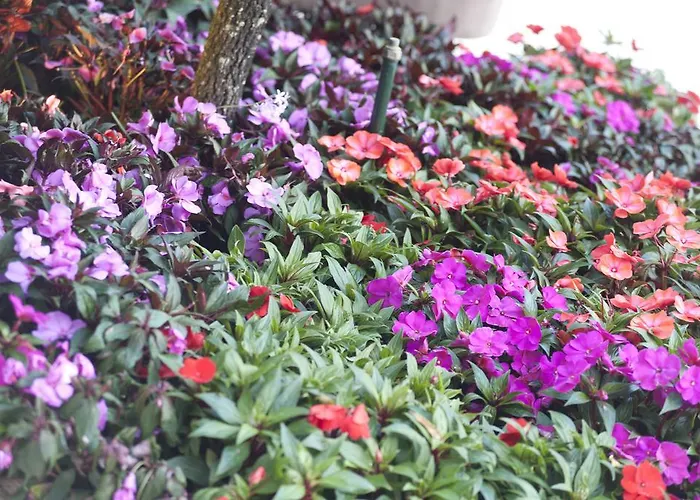 Quinta De Valverde Feriepark Viana do Castelo